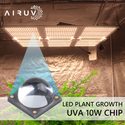 οδηγημένα 3W τσιπ 10W 365nm 385nm 395nm 6-7V Uva για τη UV θεραπεία