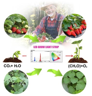 1W SMD 3030 Μπλε LED Chip Φωτισμού Καλλιέργειας 440-470nm 300mA 3.0-3.4V